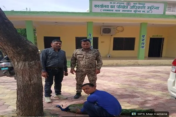 वन विभाग के भवन के सामने खड़े दो कर्मी और जमीन के पास बैठे एक व्यक्ति की गोद में नीले पंखों वाला मोर