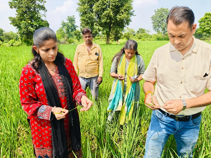 कृषि वैज्ञानिकों ने किया धान की फसल का निरीक्षण